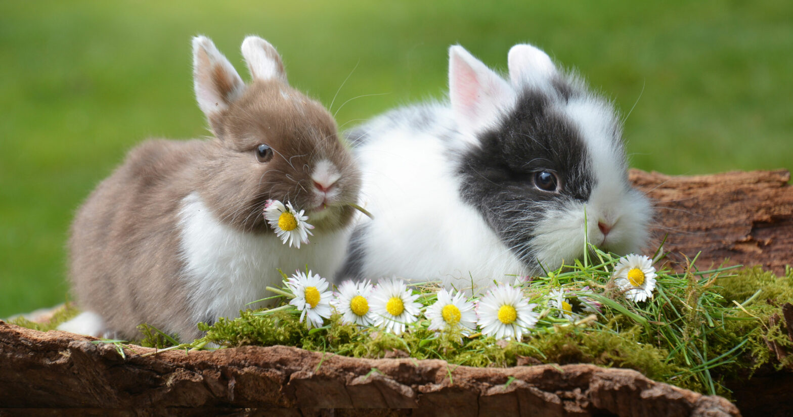 Frohe Ostern am Wimmergreuth